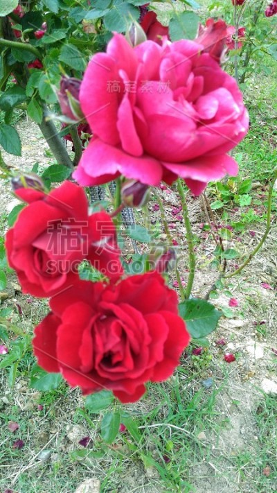 花园里有粉红色的玫瑰