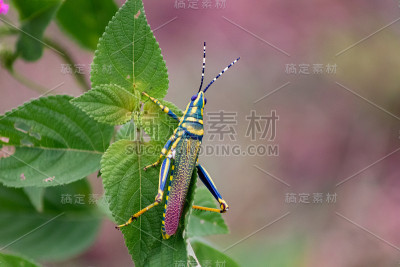 蚱蜢有两种颜色