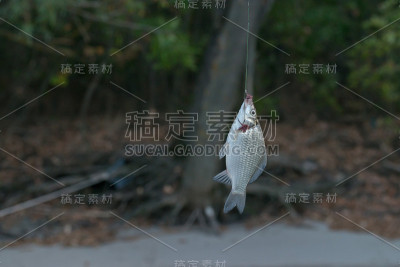 钓鱼的过程