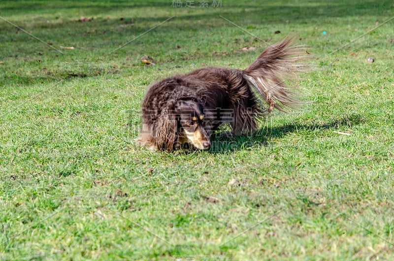 棕色的小猎犬