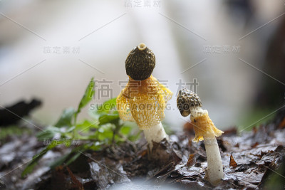女王蘑菇