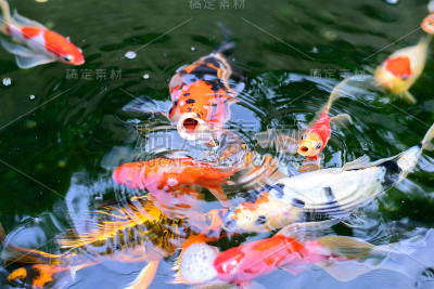 锦 鲤