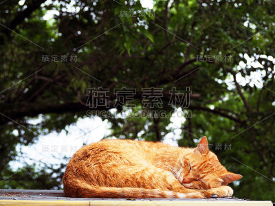 姜猫睡在屋顶上。