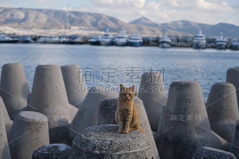 凯特坐在雅典湾的混凝土防波堤上