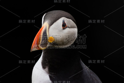 黑背景上的海雀