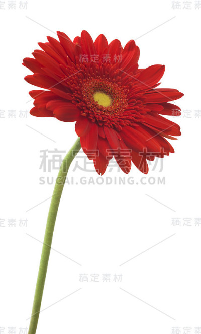 鲜红的非洲菊盛开