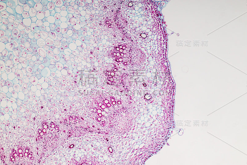 课堂教学显微镜下的植物茎横截面。