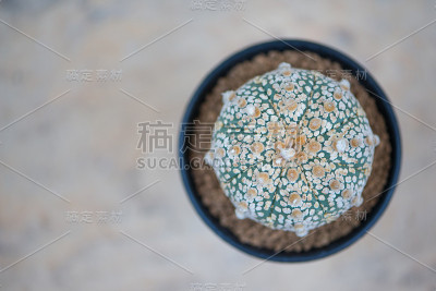 星形植物asterias“超级卡布托”花盆仙人掌