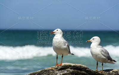 海滩上的海鸥