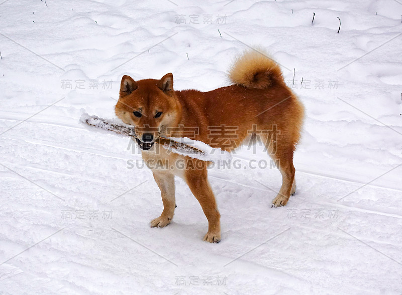 犬种日本柴犬。在冬天拄着拐杖在雪地里散步。