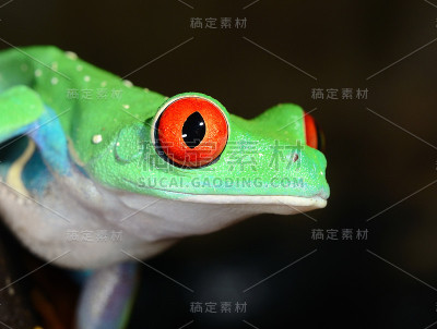 饲养箱中的红眼蛙