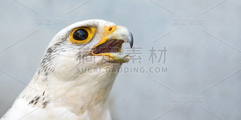 特写肖像，头，隼，falco rusticolus，在灰色背景。