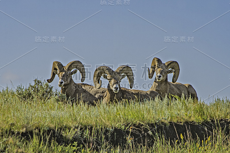 大角羊(Ovis canadensis)是原产于北美的一种羊。西奥多·罗斯福国家公园，北达科他州