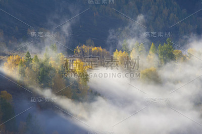雾中的金色树木
