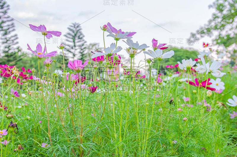 宇宙的花