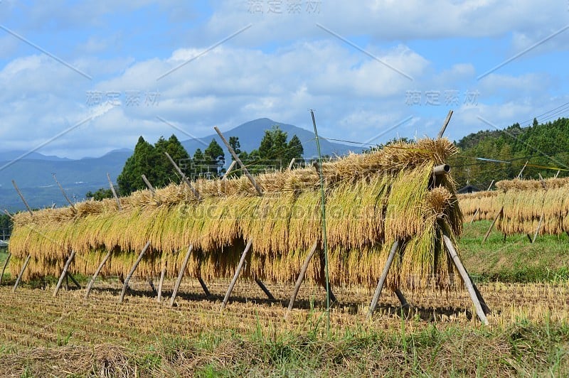 农村景观