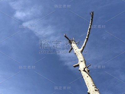 树枝