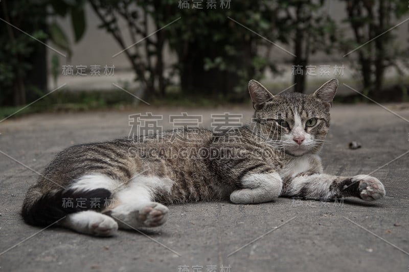 后院巷子里的猫躺着