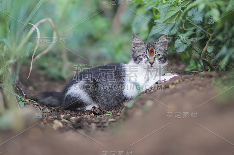 可爱的灰白色小猫躺在花园里的地上。小猫库存图片。