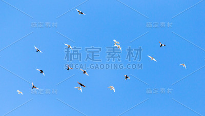 蓝天上的一群鸽子