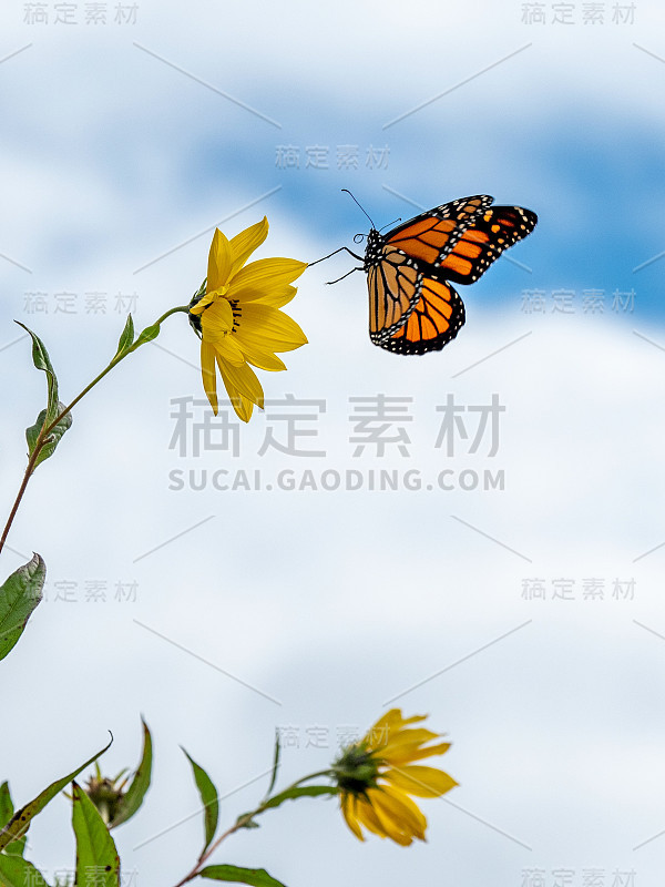 帝王蝶飞向花朵