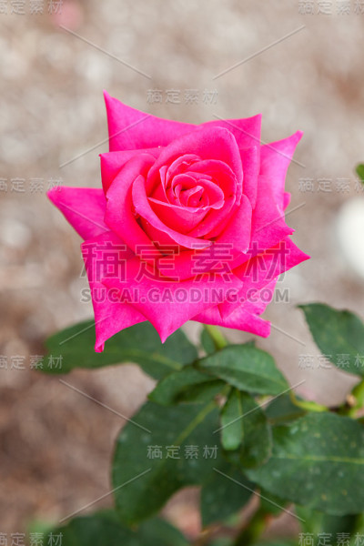 粉色玫瑰