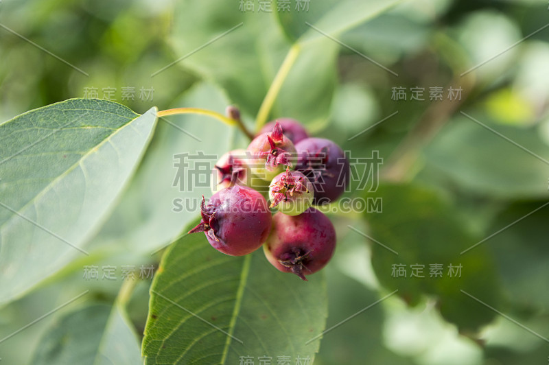 梅兰芝果实呈椭圆形，成熟时味道鲜美，在阳光下挂在枝头