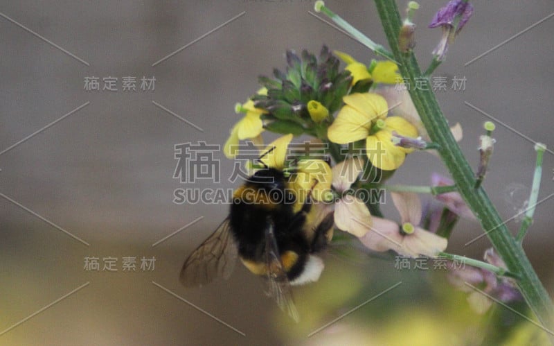 花园大黄蜂(熊蜂)