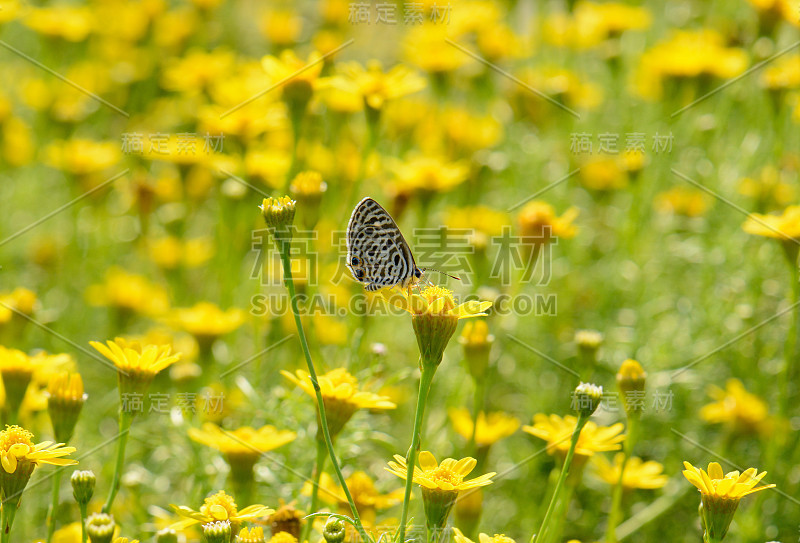 斑马蓝蝶(Leptotes plinius)