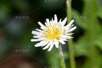 草丛中白色的蒲公英