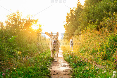 高兴的狗在乡间散步