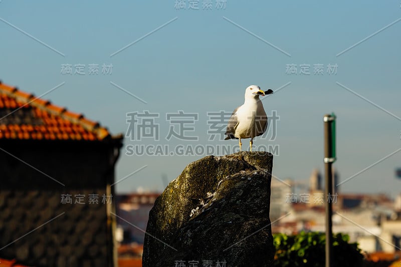 海鸥在老建筑的背景上。葡萄牙的波尔图街头。