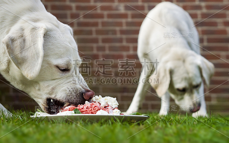 两只年轻的拉布拉多猎犬幼犬一起在花园里吃着盘子里的肉