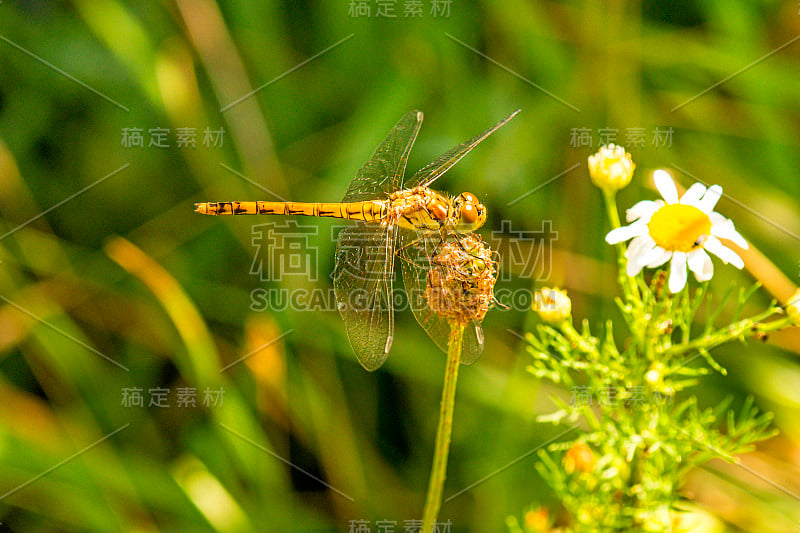 黑尾skimmer, Orthetrum cancellatum, female