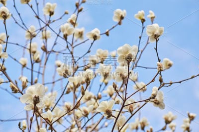 白玉兰花