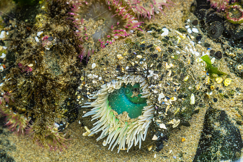 海葵特写，海葵，俄勒冈海岸海洋花园，坎农海滩，美国。