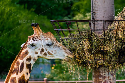 动物园里的长颈鹿正在吃喂食器里的东西