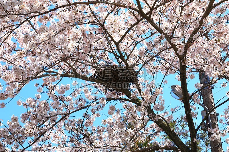 樱花、牧场、田野、樱花树、李子、油菜花、村庄、