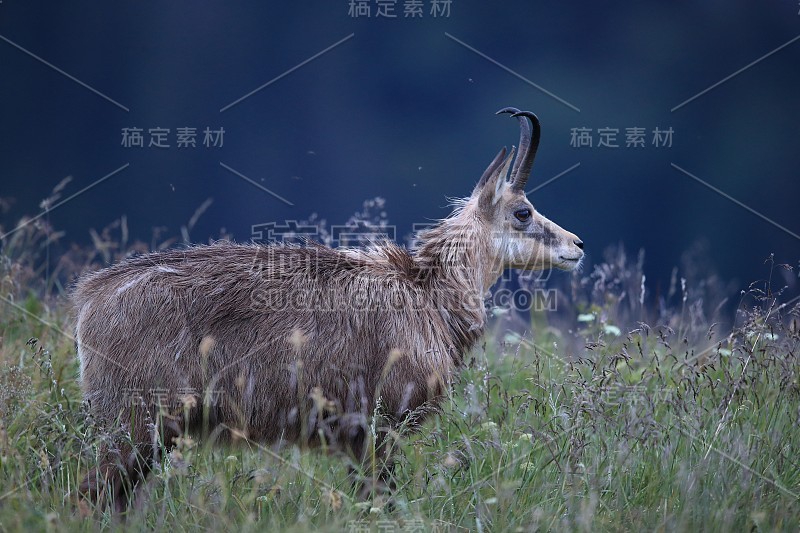 查莫瓦（鲁皮卡普拉鲁皮卡普拉）沃斯盖斯山，法国格姆森沃格森