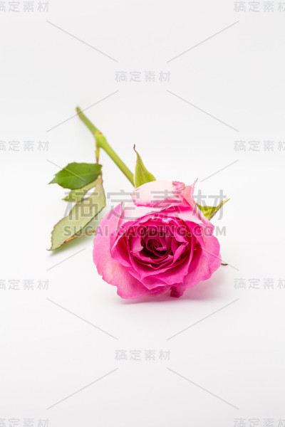 单瓣粉红色玫瑰花，白色底