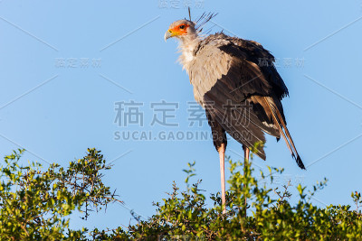 秘书鸟(射手座蛇蝎)