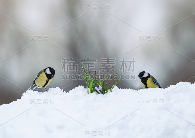 春天的公园里，两只山雀在白雪上漫步，旁边是盛开的雪花莲