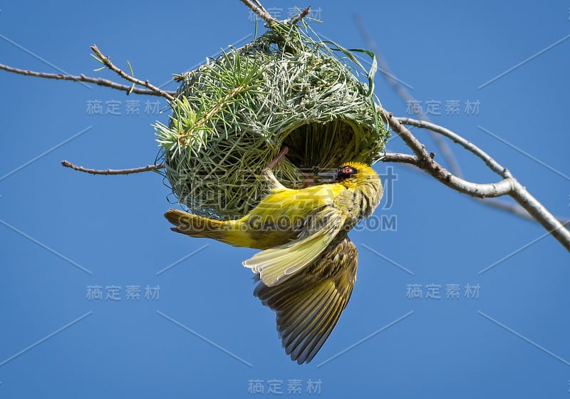 南方戴面罩的织布鸟在巢上