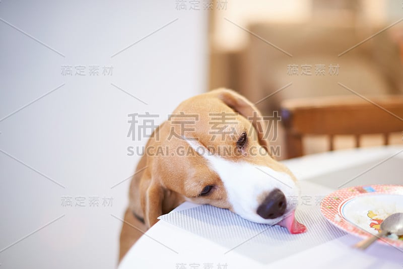 比格尔犬吃人后的食物