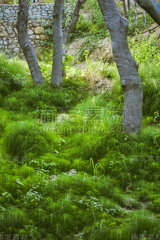 茂密的绿草，树干