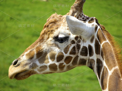 长颈鹿