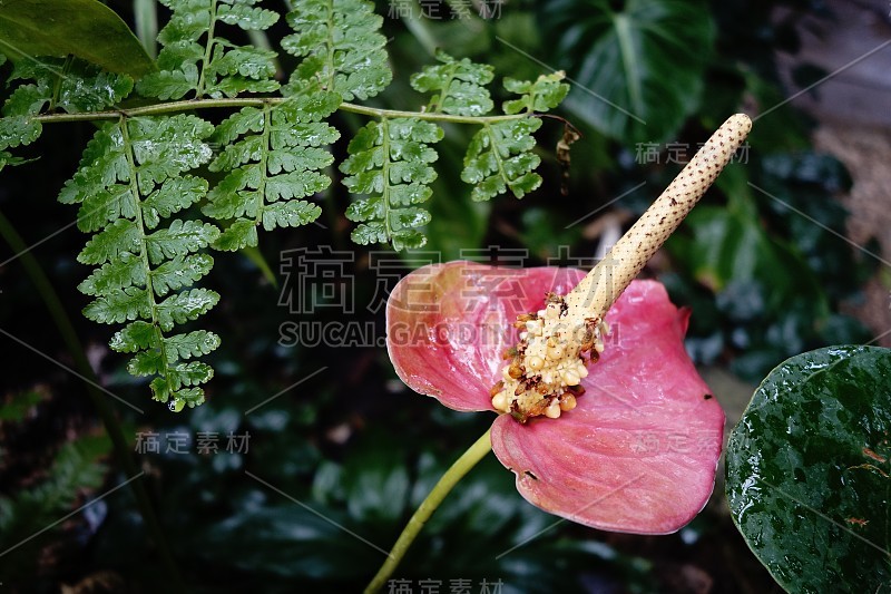 附生植物开花植物