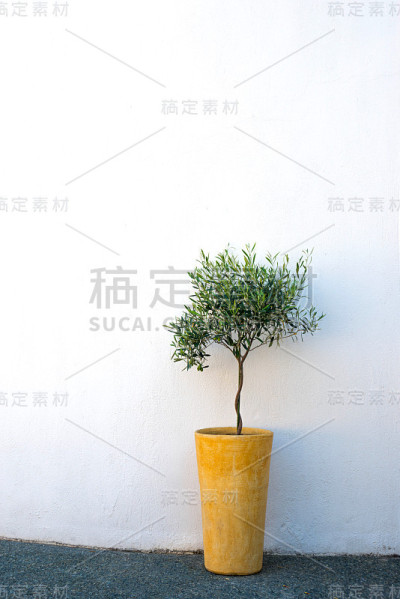 年轻的橄榄树