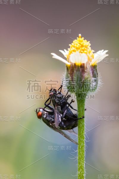 昆虫在花