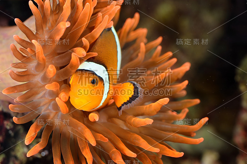 小丑鱼在海洋水族馆